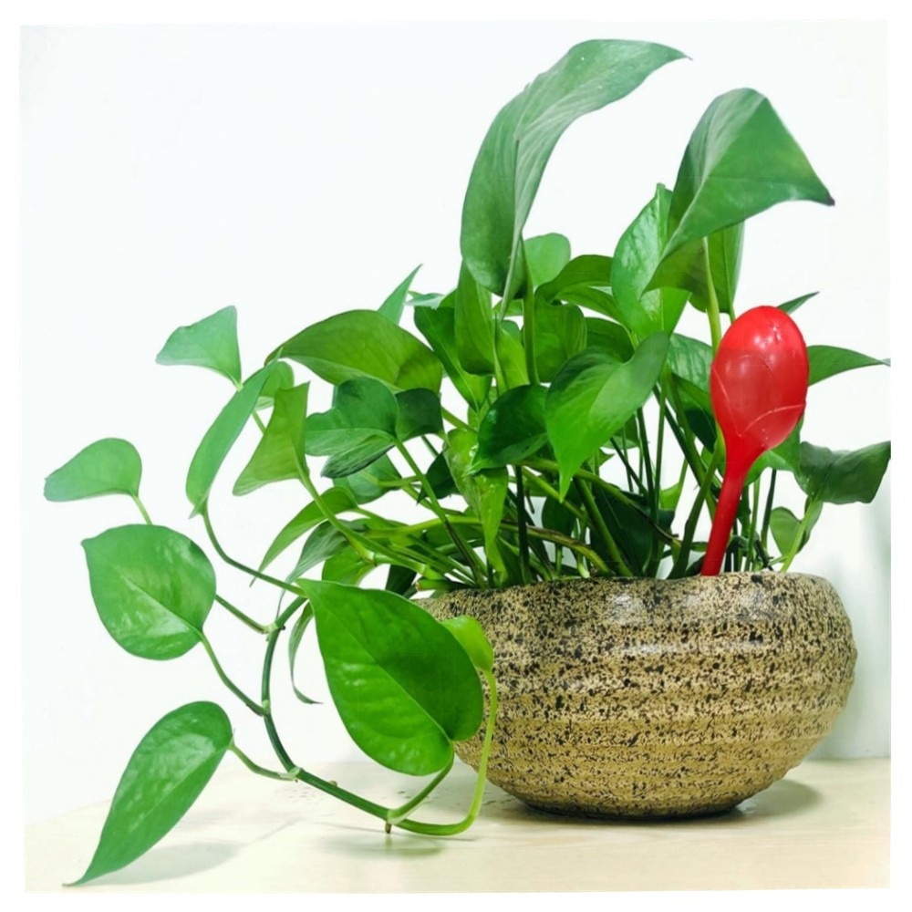 Artillen 6er-Set Bewässerungskugeln 300ml – autom. Pflanzenbewässerung aus hochwertigem PP für Garten, Bonsai & Topfpflanzen