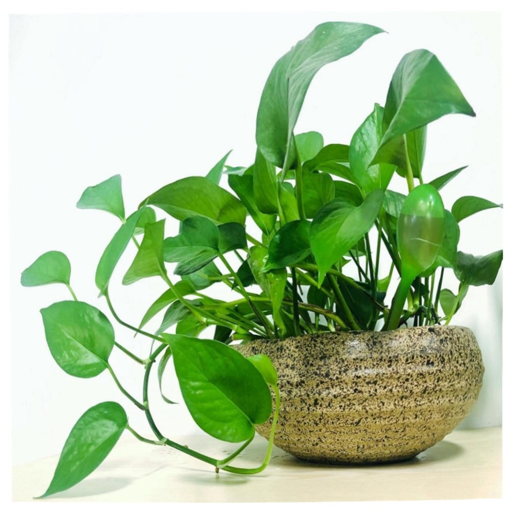 Artillen 6er-Set Bewässerungskugeln 300ml – autom. Pflanzenbewässerung aus hochwertigem PP für Garten, Bonsai & Topfpflanzen