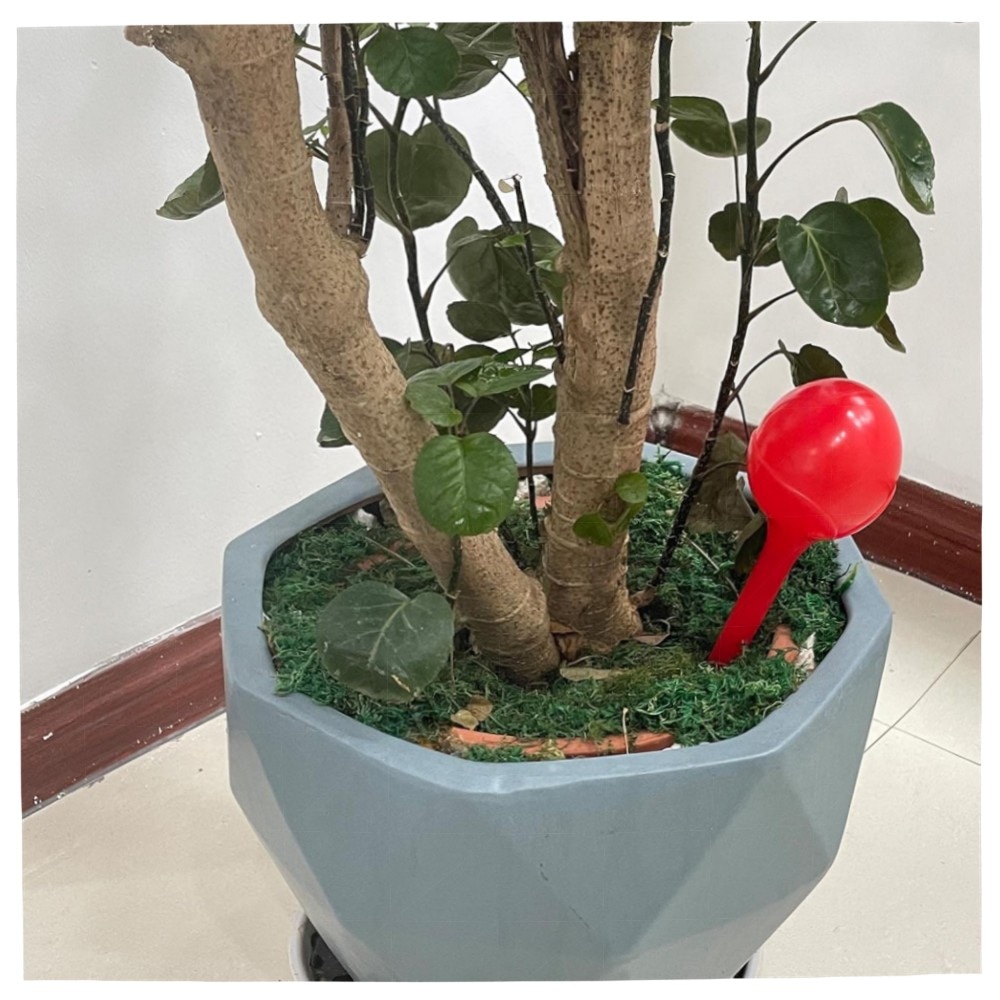 Artillen 6er-Set Bewässerungskugeln 300ml – autom. Pflanzenbewässerung aus hochwertigem PP für Garten, Bonsai & Topfpflanzen