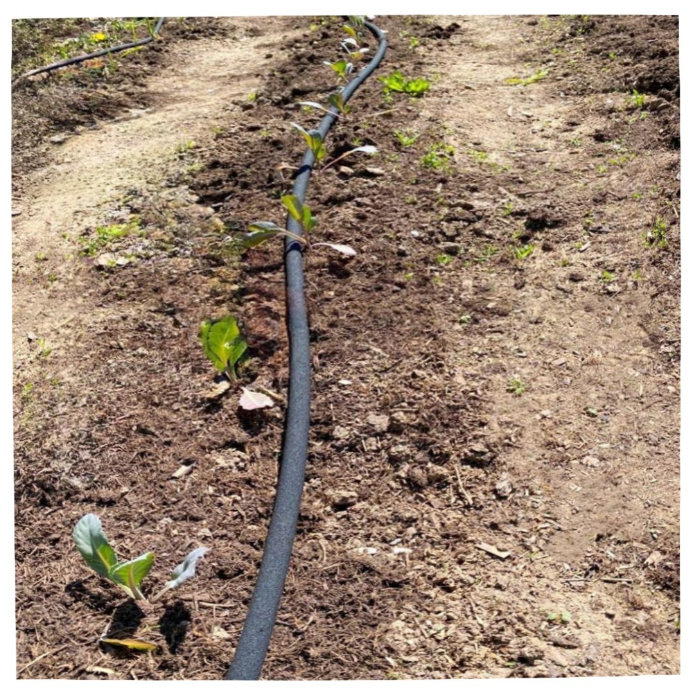 25 m CS Perlschlauch Startup mit Schnellkupplung & Endstopfen – hochwertige PE-Bewässerung für Hochbeete & Gewächshaus, frostsicher