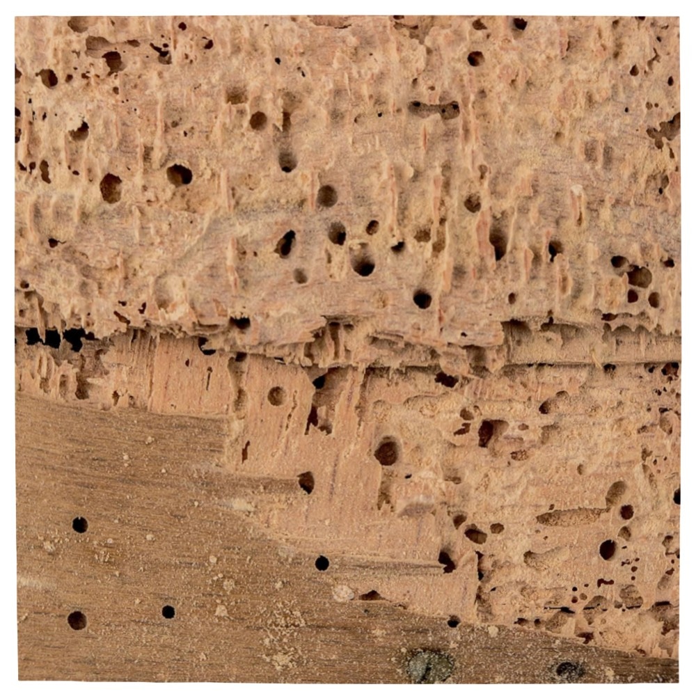 Dryzone Feuchtigkeitsmessgerät Profi – Holz & Mauerwerk messen (6–60%/0–40%), beleuchtetes LCD, handlich & vorkalibriert