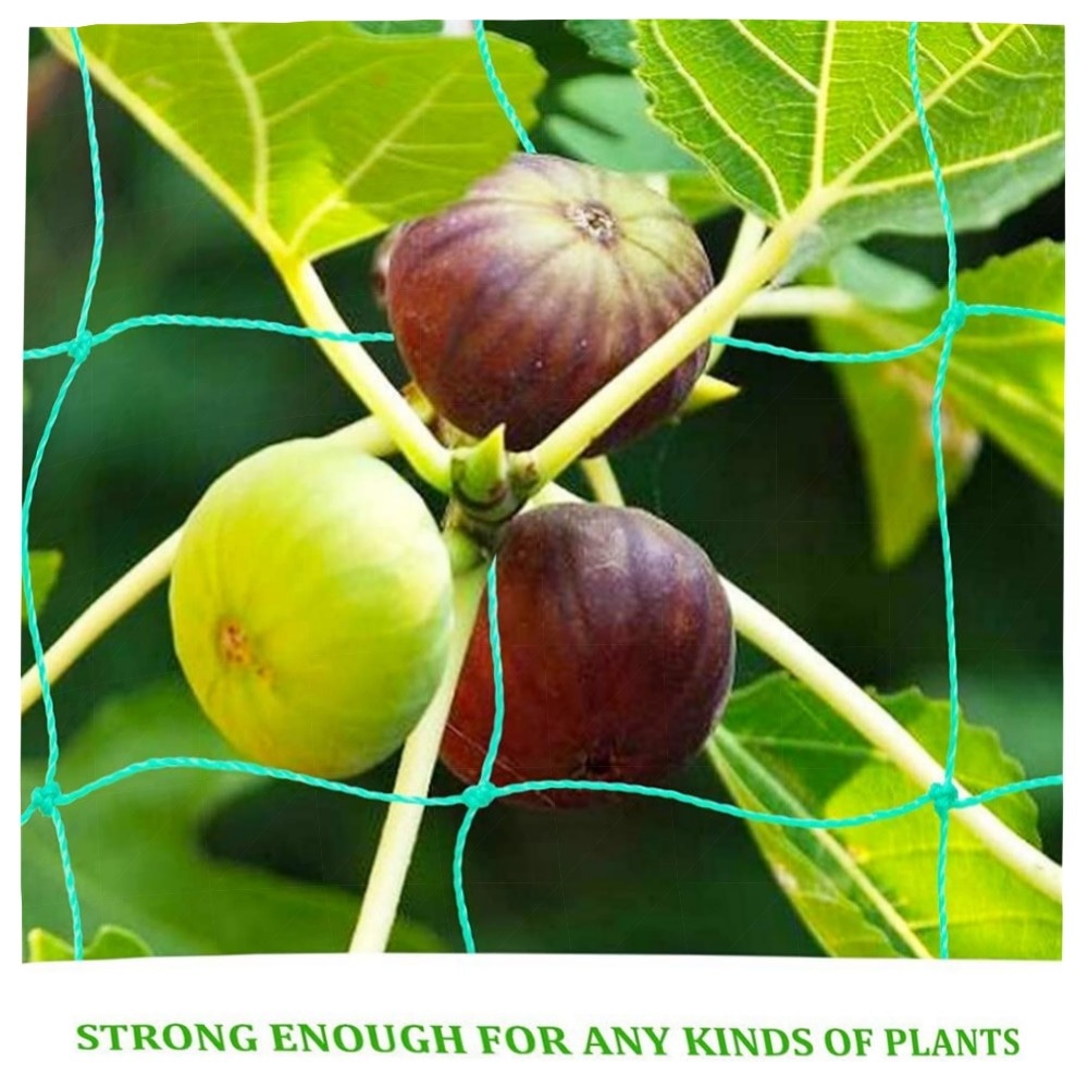 Ranknetz 10 x 2 m – 36 Stränge Polyethylen Pflanzennetz 10x10 cm | robuste Rankhilfe für Gurken, Tomaten & Kletterpflanzen