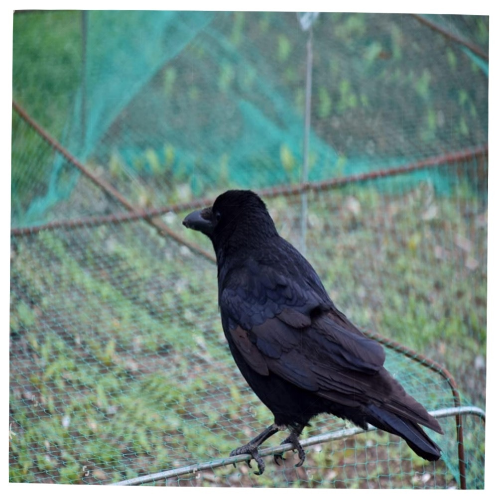 Vogelschutznetz 6×10 m – engmaschiges Gartennetz aus HD‑PE, Schutz für Obstbäume, Beeren & Hochbeete, leicht & witterungsbeständig