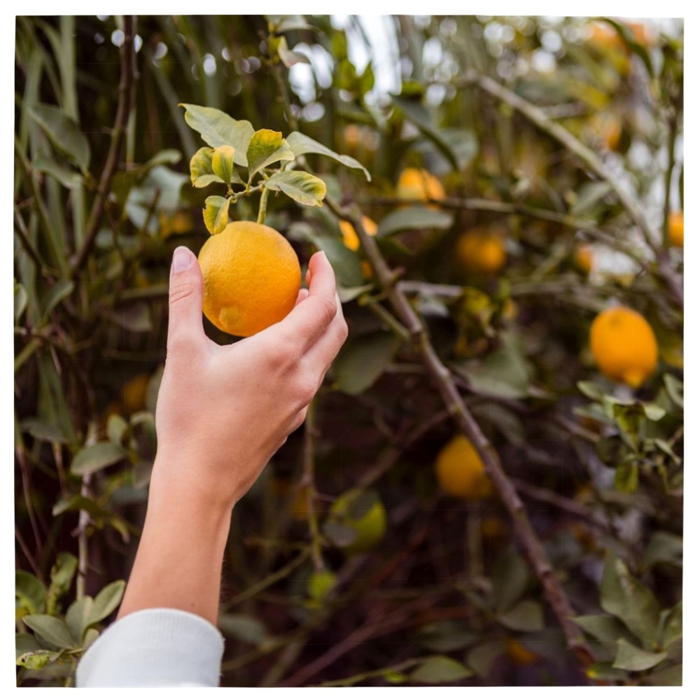 Stativ-Impulsregner 360° für großen Rasen – robuster Messingkopf, höhenverstellbar 40–94 cm, korrosionsbeständig